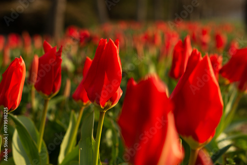 Red tulips close-up in the garden. Beautiful spring flower background. Soft focus and bright lighting. Blurred background with space for text. Flowerbed in the bright sunlight. Macro, copy space
