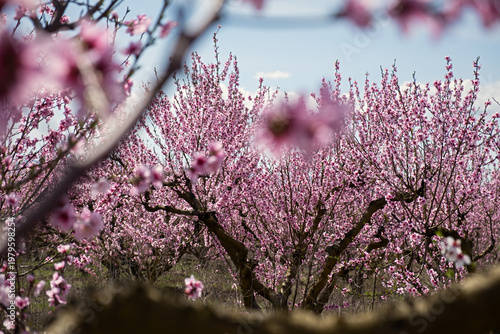 A blooming peach orchard. Beautiful trees bloomed in spring . Pink delicate flowers on the branches. Authentic spring landscape with blue sky and clouds. The concept of gardening, growing peaches.