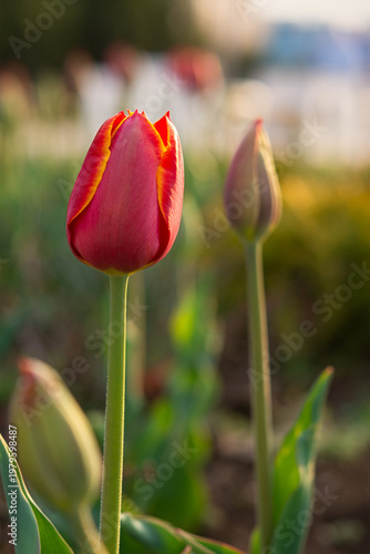 Spring flower red tulip in the garden. Macro tulip bud. Vertical composition, atmospheric blurred background. Beautiful greeting card design, festive floral pattern. Evening warm light, flower bed
