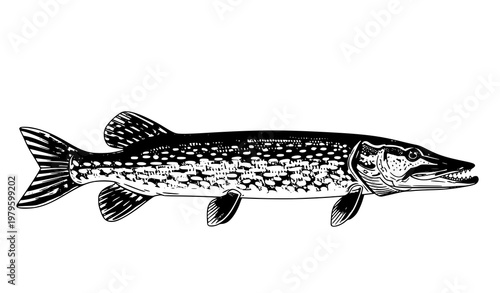 Detailed pike fish side view vector illustration isolated