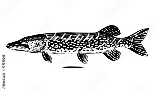 High quality pike fish detailed vector illustration