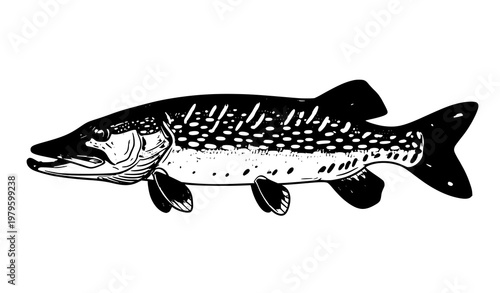 Pike fish detailed vector for packaging and menu design