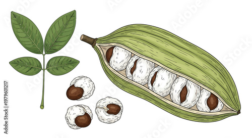 Guarana fruit pod opened with seeds and leaves on white background isolated on white background