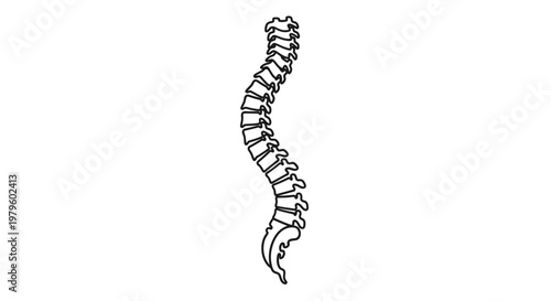 Human Spine Anatomy Line Art Silhouette