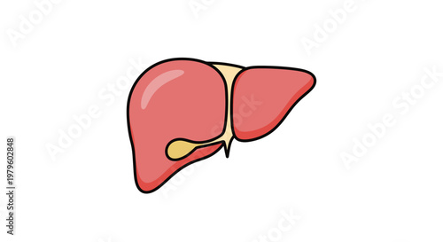 Human Liver Anatomy Illustration - Medical Organ Cartoon