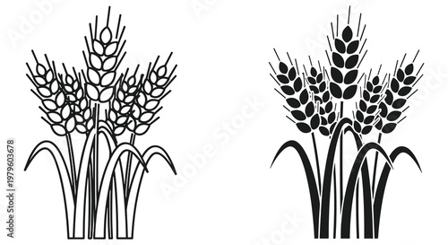 Black and White Wheat Illustration of Grain Plants with Detailed Stems
