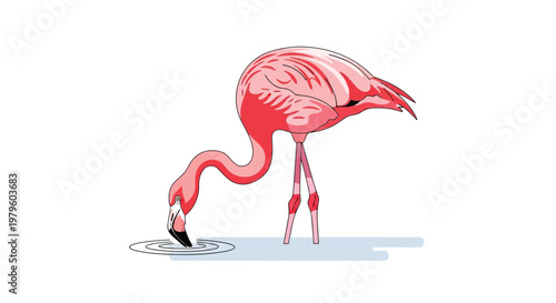 Pink flamingo drinking water in a minimalist vector style illustration isolated on white background