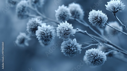 Frosted beauty of dried flower heads in winter, captured in macro detail