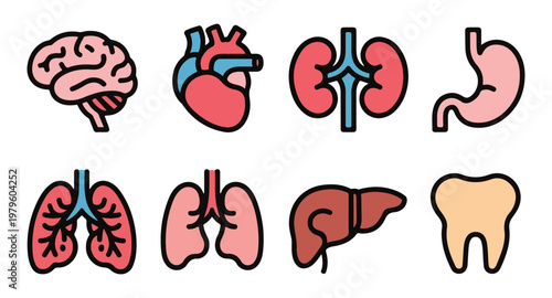 Set of human internal organs flat linear icons isolated on a white background, brain heart kidney stomach lungs liver tooth.