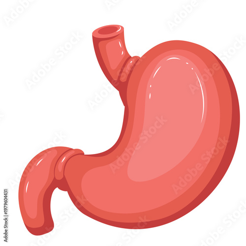 3D illustration of human stomach anatomy with esophagus and duodenum for medical education
