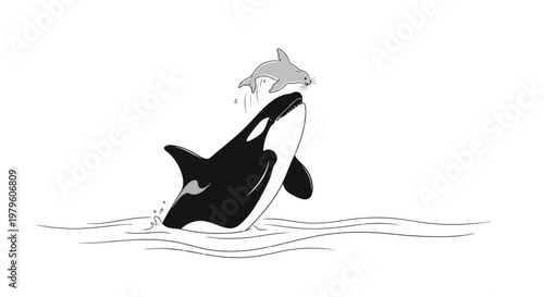 Orca jumping over seal in ocean water vector line art illustration isolated on white background