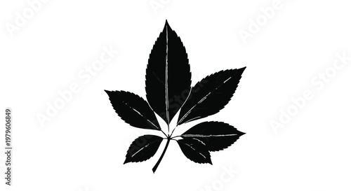 Leaf illustration displays detailed botanical veins in a stark monochromatic style.