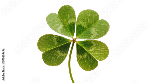 Obraz na płótnie Four Leaf Clover Plant with Delicate Veins and Green Stem