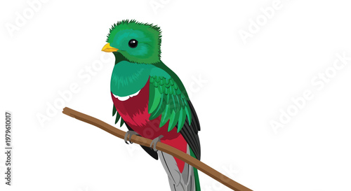 Resplendent quetzal bird perched on a wooden branch vector graphic isolated on white background