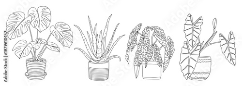 Hand-drawn plants in pots, simple style. Large leafy plant with heart-shaped foliage. Tall, spiky plant in a modest pot. Dark, textured leaf plant in a square container. Leafy plant with wide