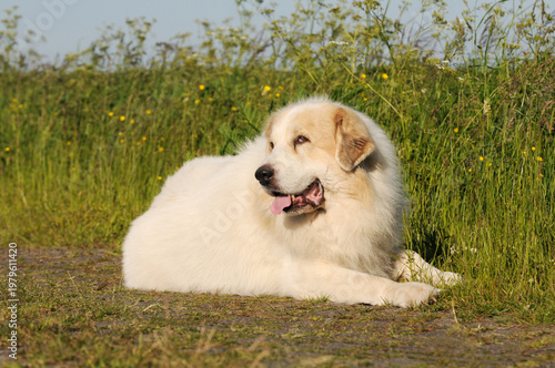 Great Pyrenees dog lying on a field in the countryside, natural landscape, active livestock guardian dog outdoors.