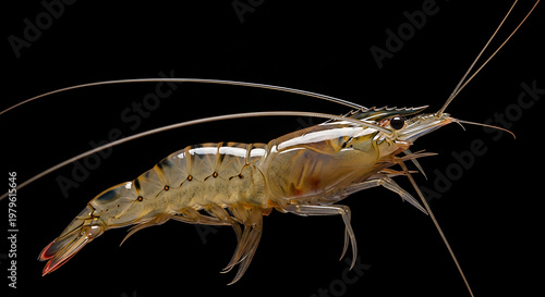Fresh Shrimp Macro Shot Detailed View Isolated on Black