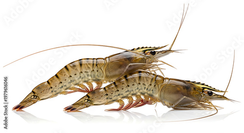 Fresh Tiger Prawns Displayed on White Reflective Surface