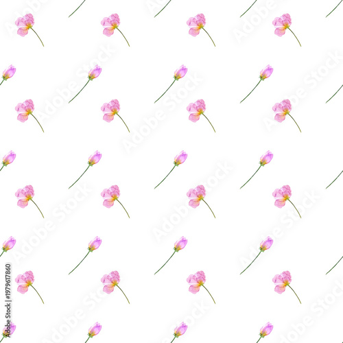 Pattern con delicati fiorellini rosa ad acquerello, illustrazione isolata su sfondo bianco