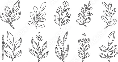 Botanical sketch collection delicate line art of various leaf and floral sprigs