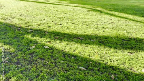 Green lawn in the rays of the setting sun with dry plane tree leaves. Ideal as a background.