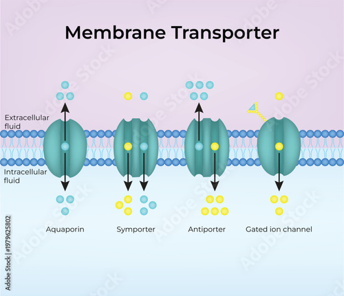 Membrane Transport design vector