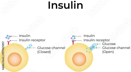 Insulin Cells Cliparts Design Vector