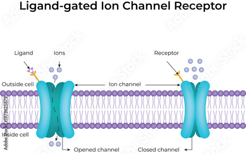 Ligand-gated Ion Channel Receptor Design Vector