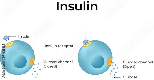 Insulin Cells Cliparts Design Vector
