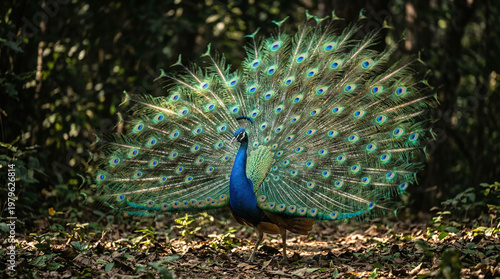 Peacock spreads colorful feathers outdoors