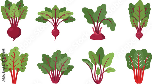 Collection of beetroot plants with leafy tops in flat vector style, fresh organic root vegetable illustrations isolated on light background