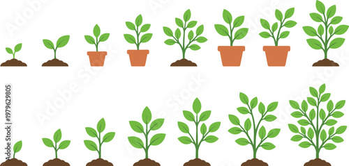 Plant growth stages from seedling to mature plant in flat vector style, gardening and agriculture development illustration set isolated on light background