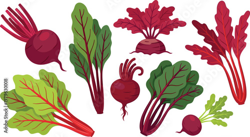 Set of beetroot vegetables and leafy beet greens in flat vector style, fresh organic root vegetable collection isolated on light background