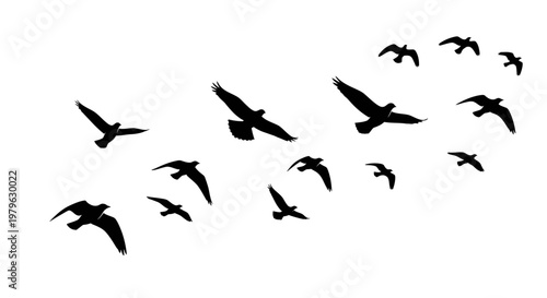 Flock of Birds in Flight, Silhouette Against White Background, Showing Freedom and Nature