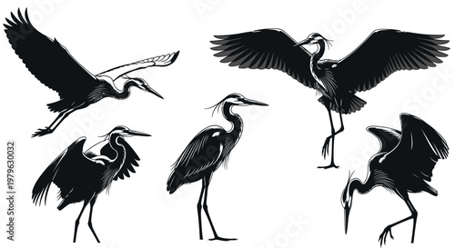 Elegant Herons in Flight and Standing Poses, a Collection of Graceful Bird Illustrations