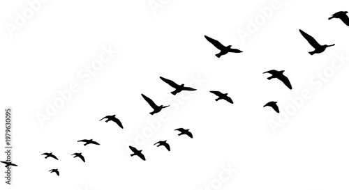 Flock of Birds Flying Gracefully Silhouette Against White Sky