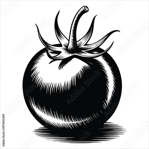 An intricately detailed vintage style illustration of a ripe tomato with its stem and leaves silhouette