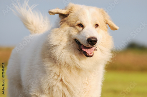 Pyrenean Mountain Dog runs joyfully across the field