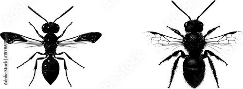 A symmetrical sweat bee illustration showcases a sleek black form with bold solid shapes against a crisp white background, rendered in minimalist flat vector art with flawless sharp edges and high