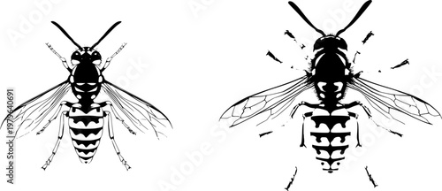 A symmetrical yellowjacket wasp opens its wings in a bold black shape against a pristine white background, showcasing crisp contours and flawless sharp edges for precise auto tracing