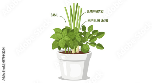 Herbs in a pot, basil, lemongrass, kaffir lime leaves, plant
