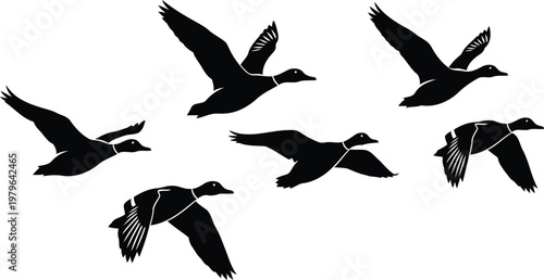 six black ducks flying in different directions isolated on white background