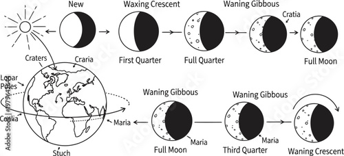 Illustration of the phases of the moon and their corresponding gravitational effects on tides