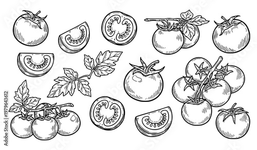 Hand drawn tomato doodle vector outline vegetable icon collection