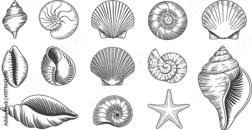 Hand drawn seashell collection illustration, vintage marine shells set for beach design elements