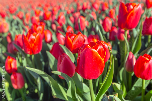 Close-up of red-flowering tulips at a field of a bulb grower. The photo was taken at the beginning of spring on the former Dutch island of Goeree-Overflakkee in the province of South Holland.