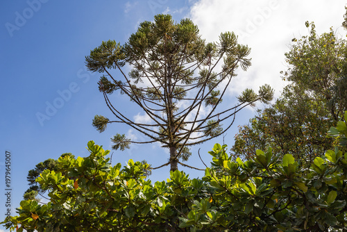 Araucaria tree viewed from below against blue sky