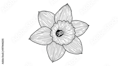 Botanical line drawing of a single daffodil flower seen from above showing the intricate details of the petals and the central trumpet part.