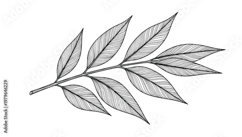 Detailed botanical illustration of a single leaf branch with multiple pointed leaves showing fine texture in a classic line art style.