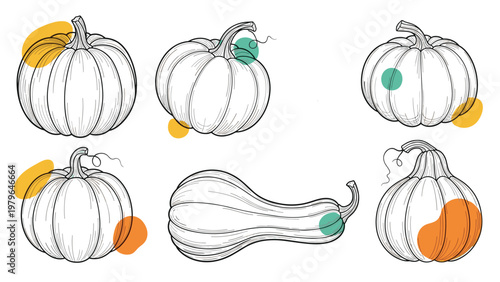 Selection of various hand drawn pumpkin and squash shapes with abstract orange and green color spots in a rustic autumn illustration style.